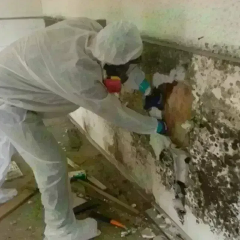 Mold Remediation and Removal in Bordentown, NJ